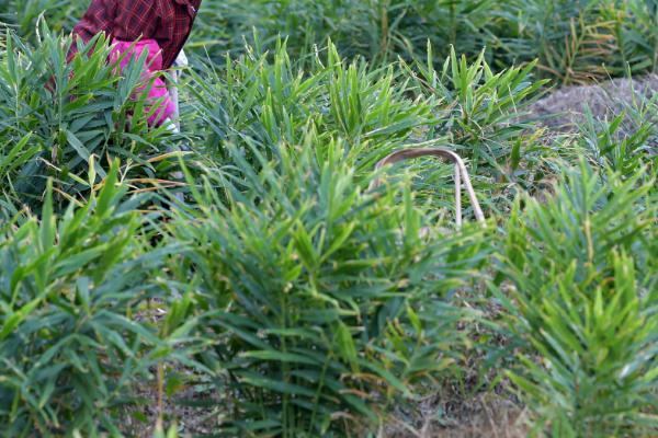 种植生姜的成本和利润，一亩地的成本需要7000元左右