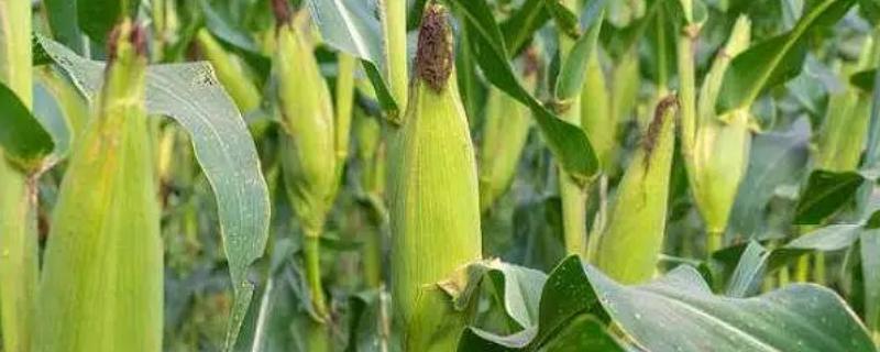 AA2255玉米种子介绍，中抗灰斑病