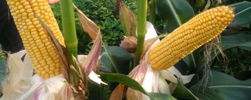 KG9018玉米种子特点，中抗灰斑病