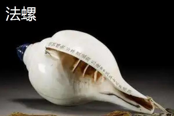 万宝螺的价格，品质不同价格不同