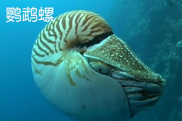万宝螺的价格，品质不同价格不同