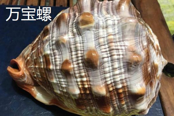 万宝螺的价格，品质不同价格不同