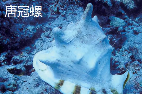 万宝螺的价格，品质不同价格不同