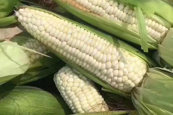 HA9306玉米品种简介，4月下旬至5月上旬播种