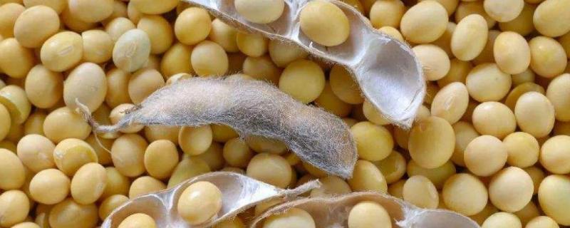 辽鲜豆24大豆种子特征特性，辽宁省春播生育期105天