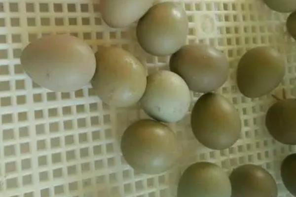 提高山鸡种蛋孵化率的方法，将公母比例保持在1：10可有效提高种蛋孵化率