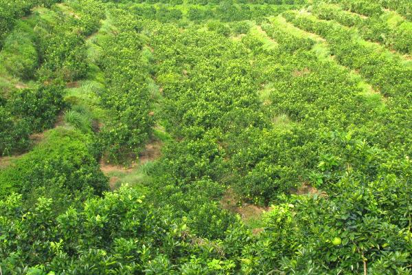 柚子种植方法，苗圃地要选择向南或向东南