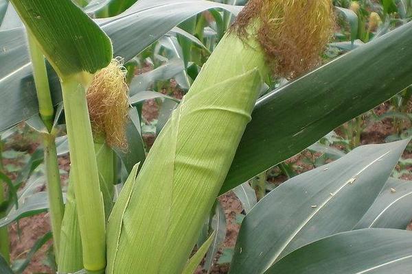 先丰98玉米种子简介，4月下旬至5月上旬播种