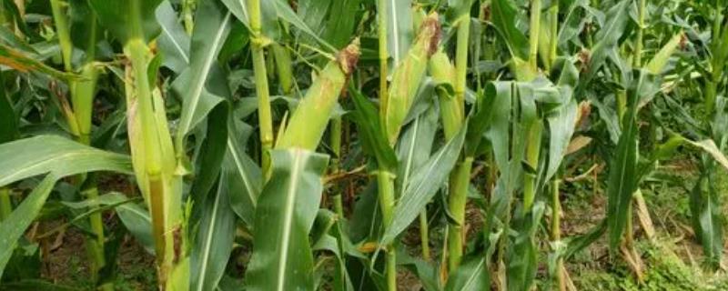 新玉887玉米品种简介，4月下旬至5月上旬播种