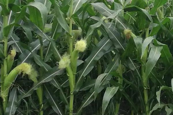 金粮269玉米品种简介，高抗茎腐病