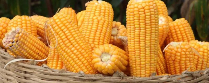艾克信50玉米种子特点，中抗茎腐病