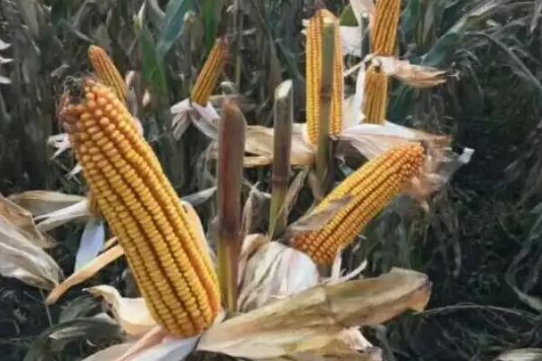 艾克信50玉米种子特点，中抗茎腐病