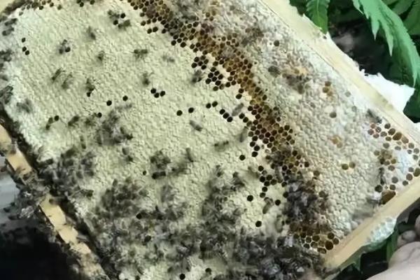不到半脾蜂能不能发展，有机会发展、但要确保蜂群有合理的蜂脾关系