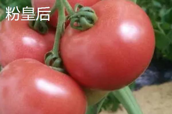 好吃的西红柿有哪些品种，浙粉202、粉皇后、加林娜等品种的口感较好