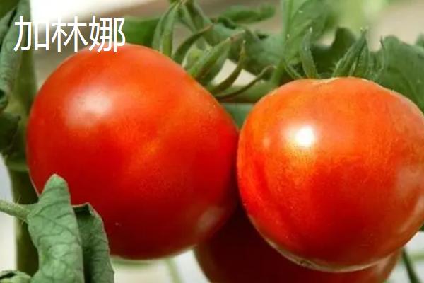 好吃的西红柿有哪些品种，浙粉202、粉皇后、加林娜等品种的口感较好
