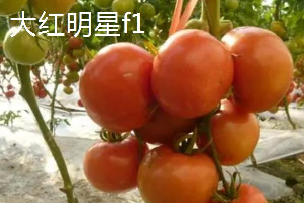 好吃的西红柿有哪些品种，浙粉202、粉皇后、加林娜等品种的口感较好
