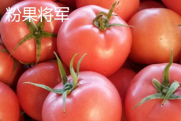 好吃的西红柿有哪些品种，浙粉202、粉皇后、加林娜等品种的口感较好