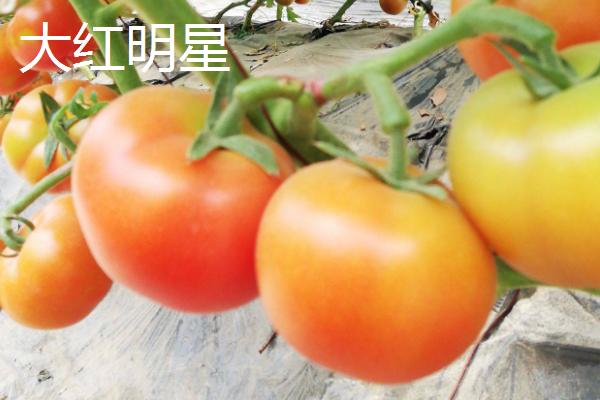 好吃的西红柿有哪些品种，浙粉202、粉皇后、加林娜等品种的口感较好