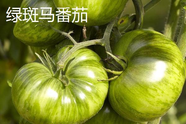 好吃的西红柿有哪些品种，浙粉202、粉皇后、加林娜等品种的口感较好