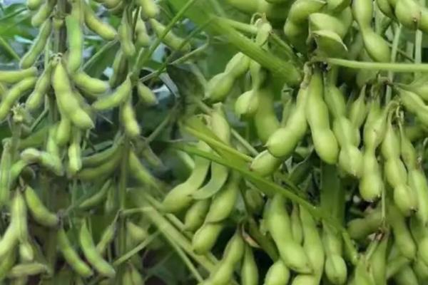 吉育151大豆种子简介，8月中旬及时防治大豆食心虫
