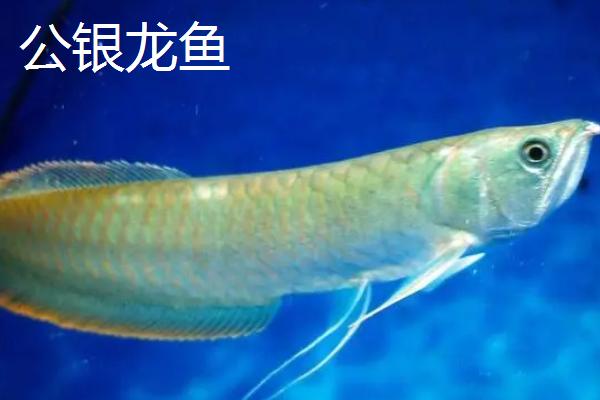 银龙鱼公母区分方法，公鱼的腹鳍较尖且长