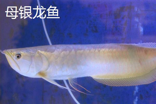 银龙鱼公母区分方法，公鱼的腹鳍较尖且长