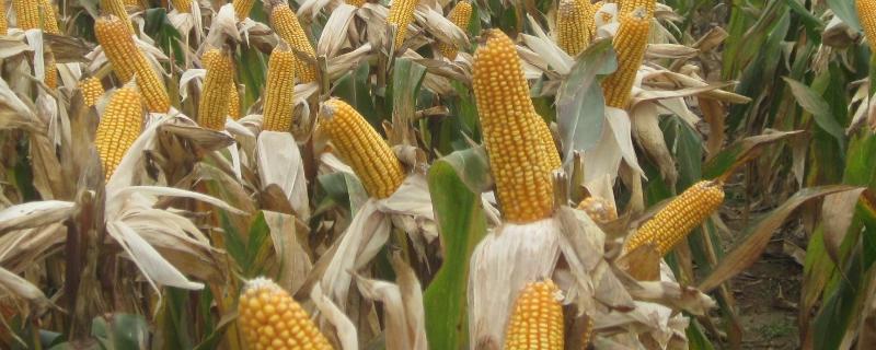 天利禾2278玉米品种简介，在适应区5月1日左右播种