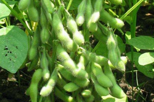 垦豆97大豆种子介绍，该品种无限结荚习性