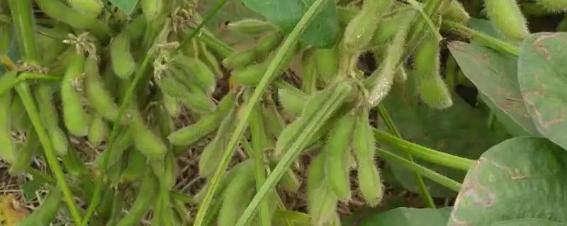 垦豆97大豆种子介绍，该品种无限结荚习性
