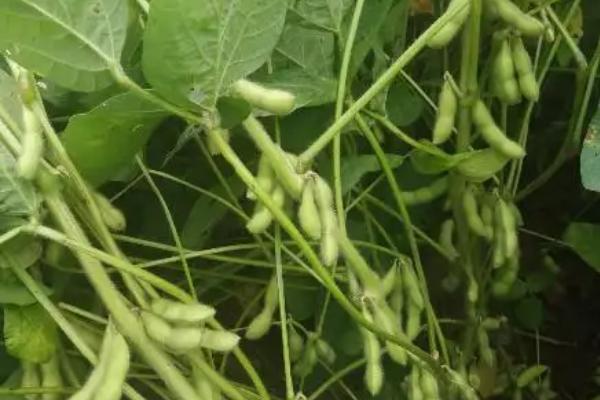 裕农7号大豆种简介，该品种亚有限结荚习性