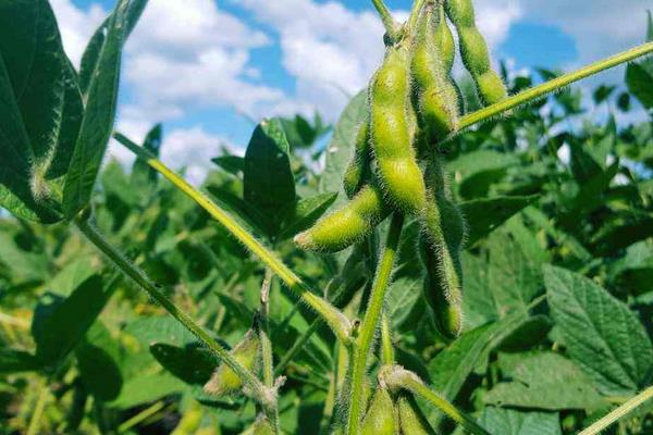 华富豆1号大豆种子特征特性，该品种亚限结荚习性