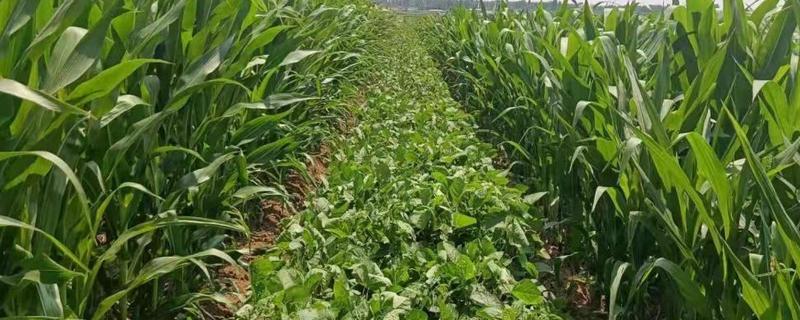 鹏豆179大豆种子简介，该品种为亚有限结荚习性