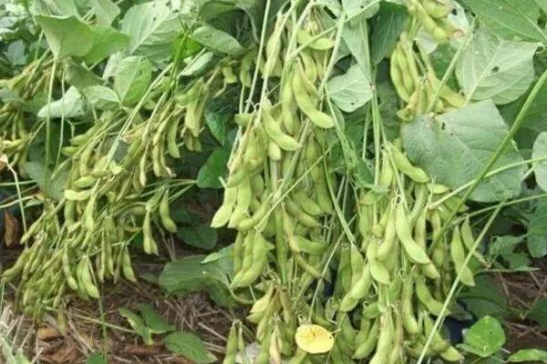 裕农7号大豆种简介，该品种亚有限结荚习性