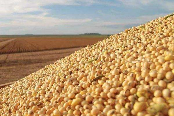 东创农科22大豆种子特征特性，普通品种