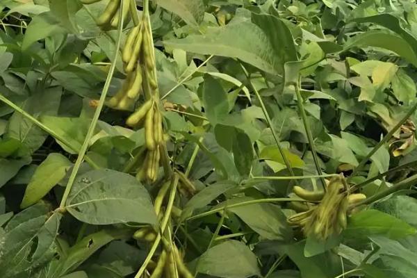 黑农324大豆种子简介，该品种无限结荚习性