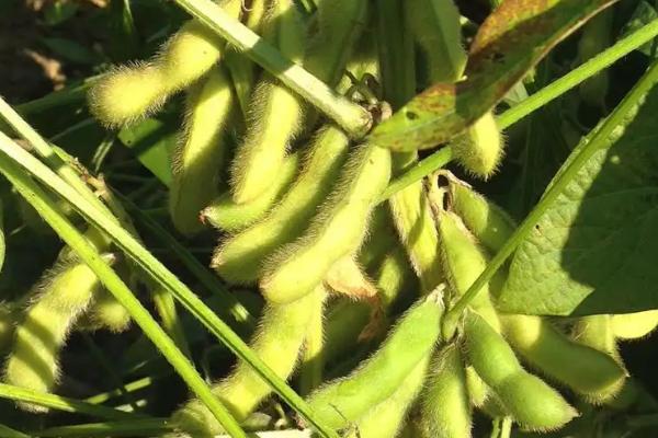 佳豆63大豆种子特点，选择中等肥力地块种植