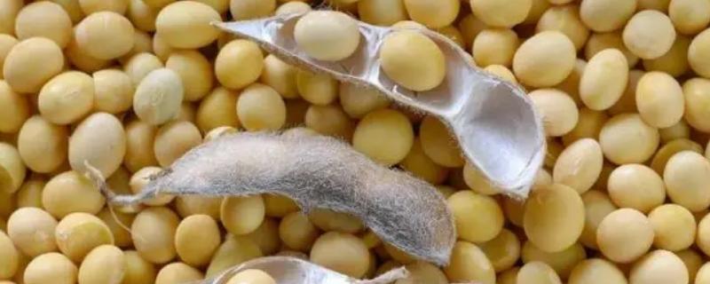 苏成6号大豆种子特征特性，病虫草害防治