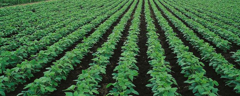 淮鲜豆12大豆品种的特性，每亩留苗0.8万~1.0万株