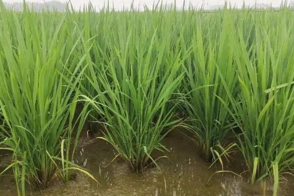 甬优6818水稻品种简介，秧田亩播种量10公斤左右