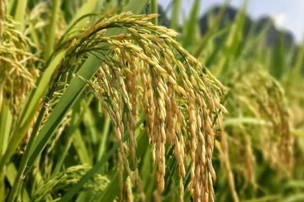 甬优6818水稻品种简介，秧田亩播种量10公斤左右