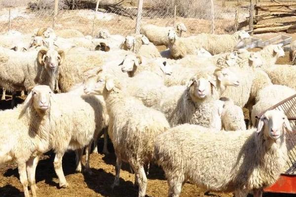 羊不反刍如何解决，需根据发生原因采取针对性措施
