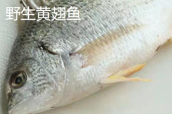 黄翅鱼的价格，人工养殖品种一斤要20-30元左右