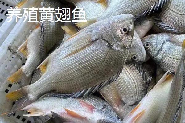 黄翅鱼的价格，人工养殖品种一斤要20-30元左右