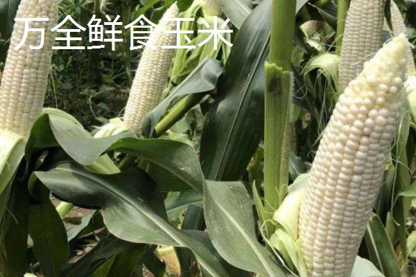 河北省张家口市万全区的特产，包括万全绿豆饹馇、万全燕麦等种类