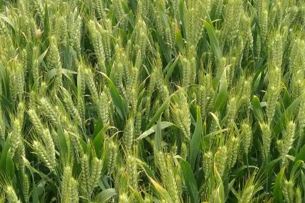 宿淮918小麦品种的特性，每亩16－18万基本苗
