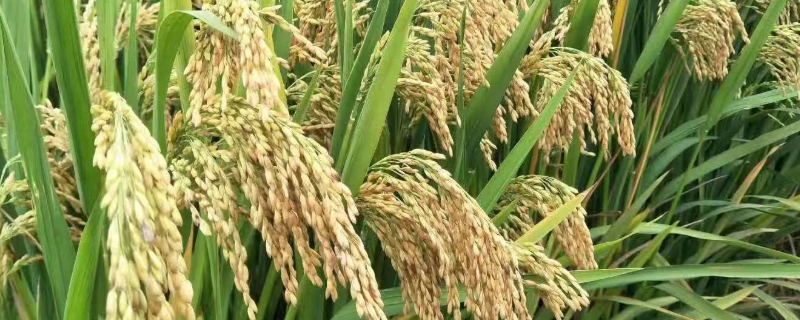 嘉禾优116水稻种简介，该品种植株较高