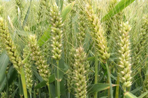 宿淮918小麦品种的特性，每亩16－18万基本苗