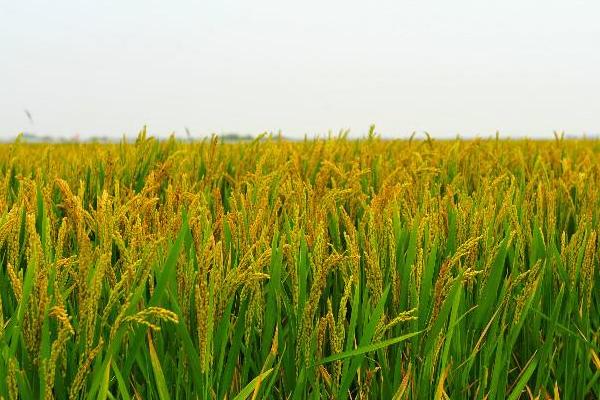 皖两优73水稻品种的特性，该品种株高中等