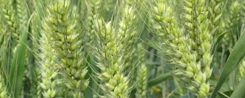 宿淮918小麦品种的特性，每亩16－18万基本苗