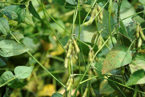赣夏豆1号大豆品种简介，该品种为有限结荚习性